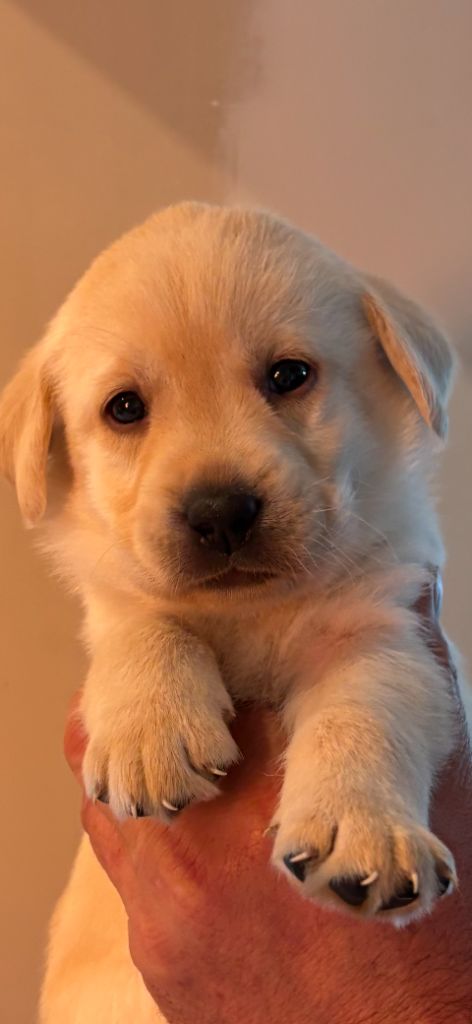 De La Légende De L'Abbaye D'Arrouaise - Chiot disponible  - Labrador Retriever