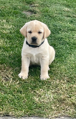 CHIOT 2 collier bleu marine