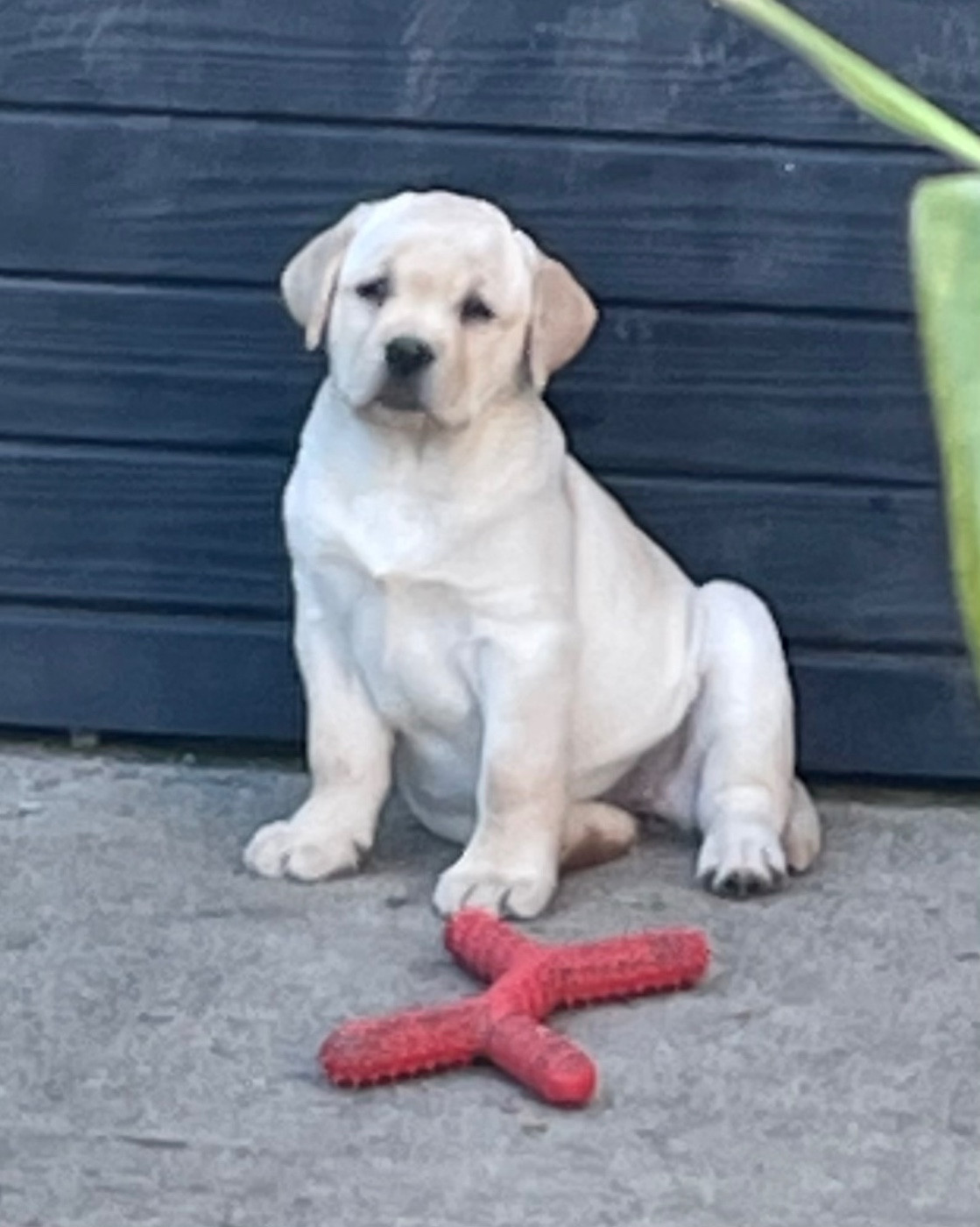A SNOW De La Légende De L'Abbaye D'Arrouaise