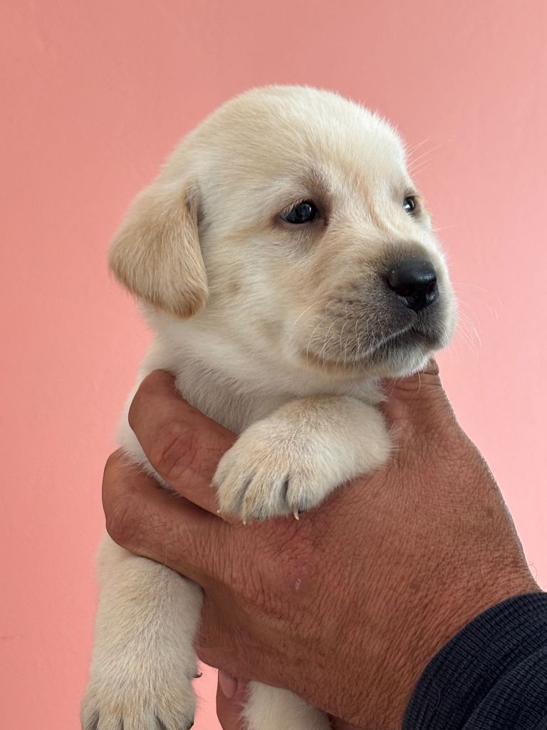 De La Légende De L'Abbaye D'Arrouaise - Chiots disponibles - Labrador Retriever