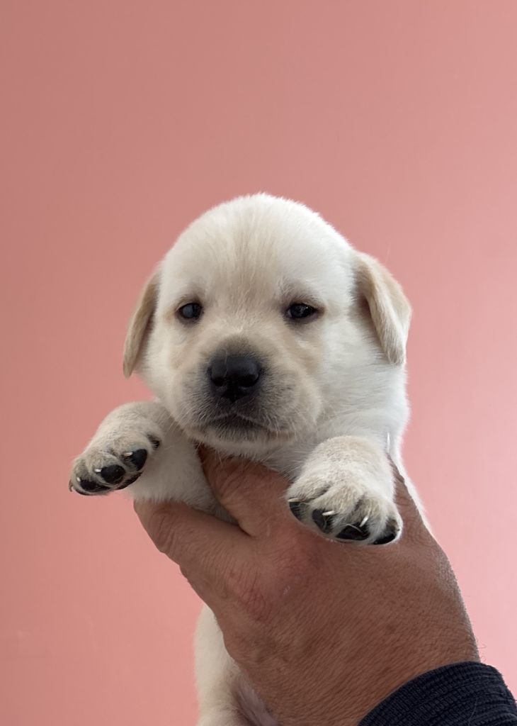 De La Légende De L'Abbaye D'Arrouaise - Chiots disponibles - Labrador Retriever