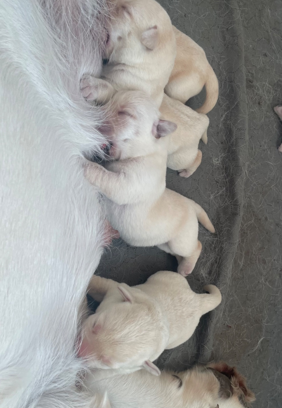Chiot Labrador Retriever De La Légende De L'Abbaye D'Arrouaise