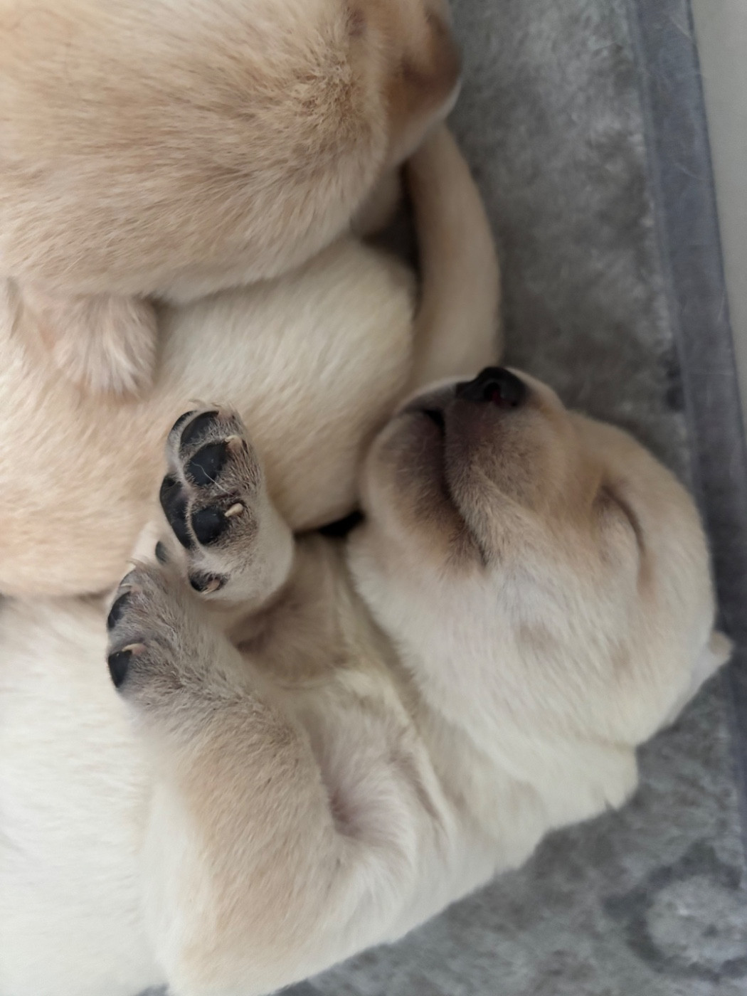 De La Légende De L'Abbaye D'Arrouaise - Chiots disponibles - Labrador Retriever