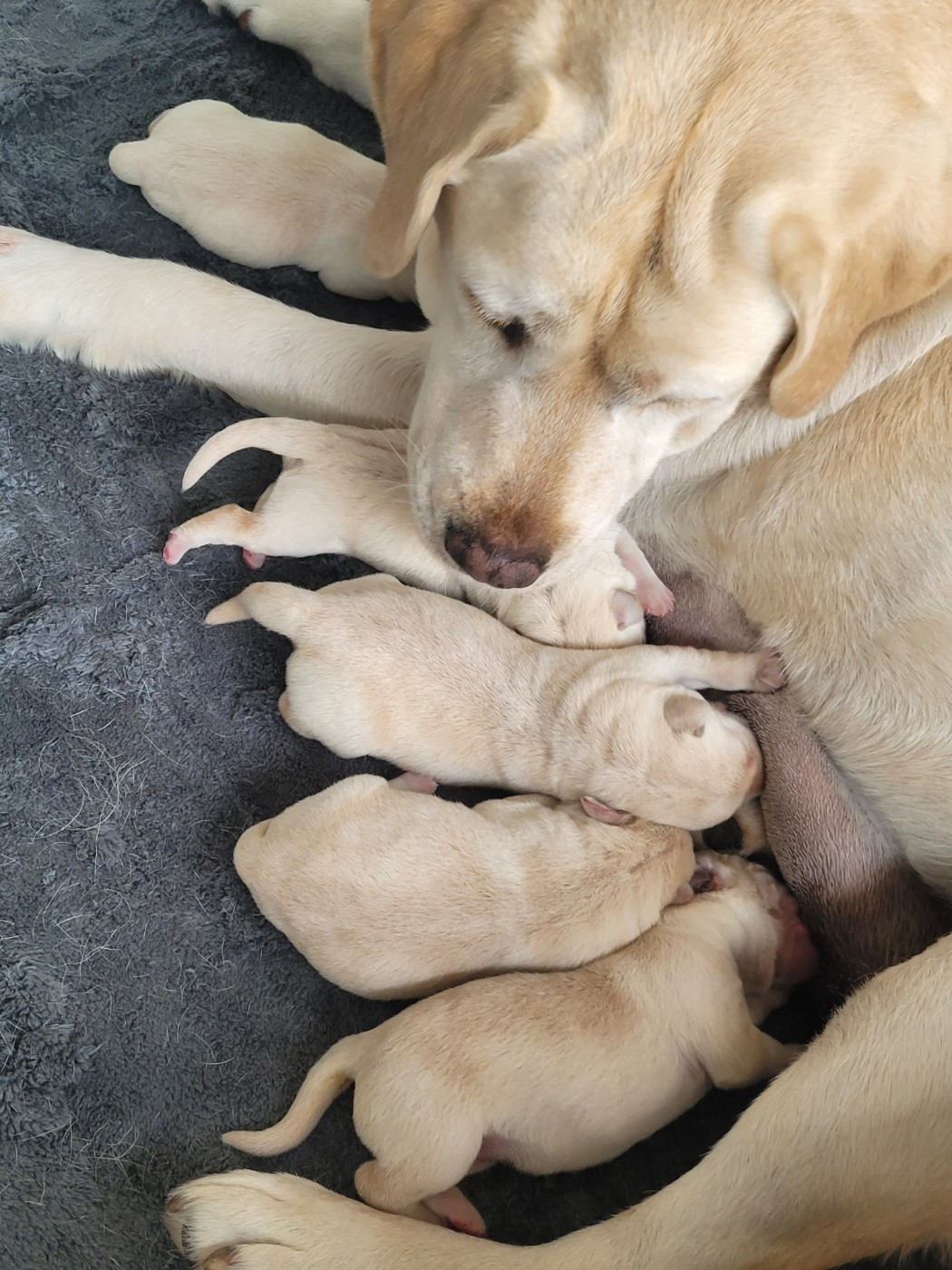 De La Légende De L'Abbaye D'Arrouaise - Chiots disponibles - Labrador Retriever