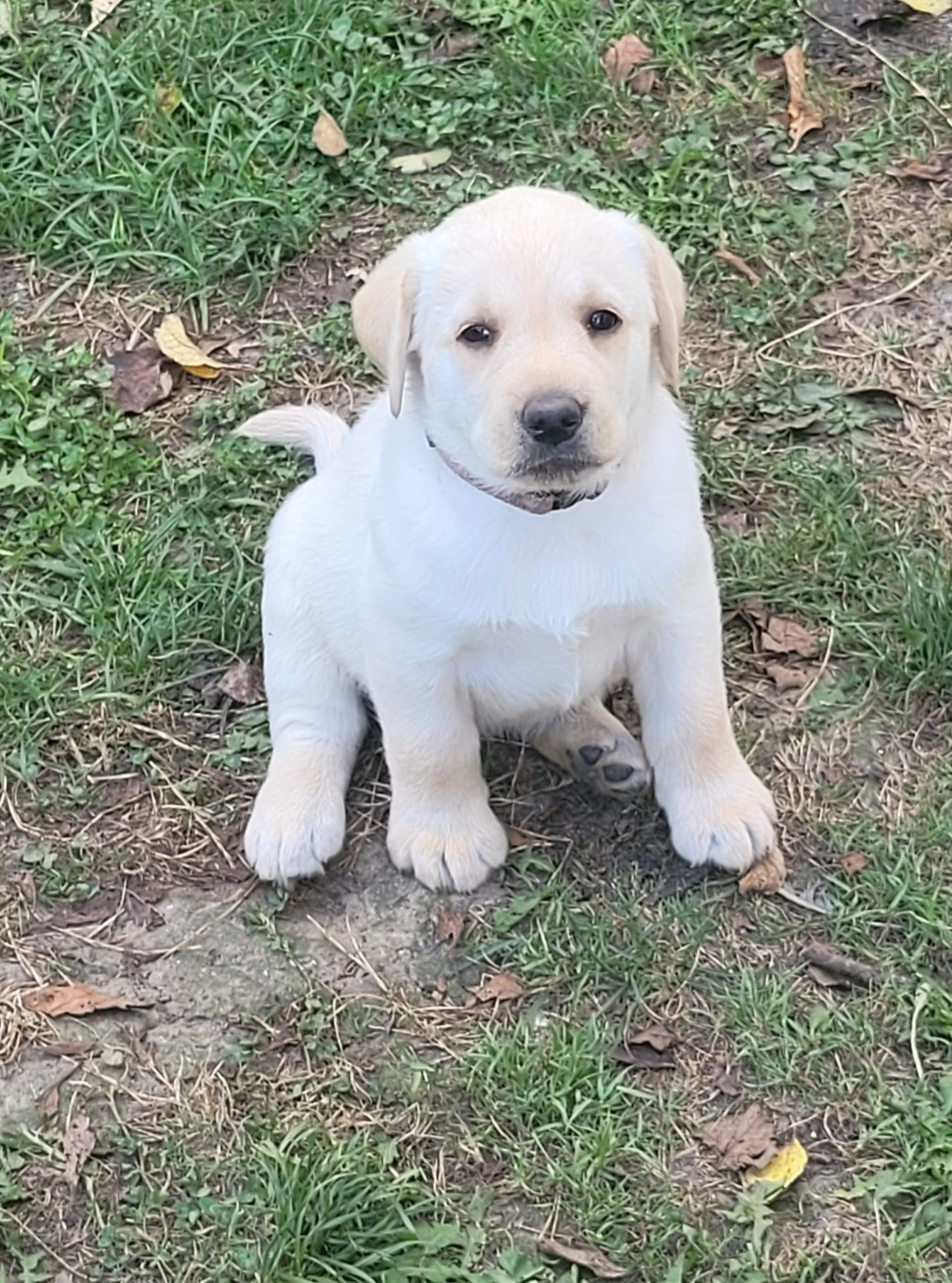 De La Légende De L'Abbaye D'Arrouaise - Chiots disponibles - Labrador Retriever