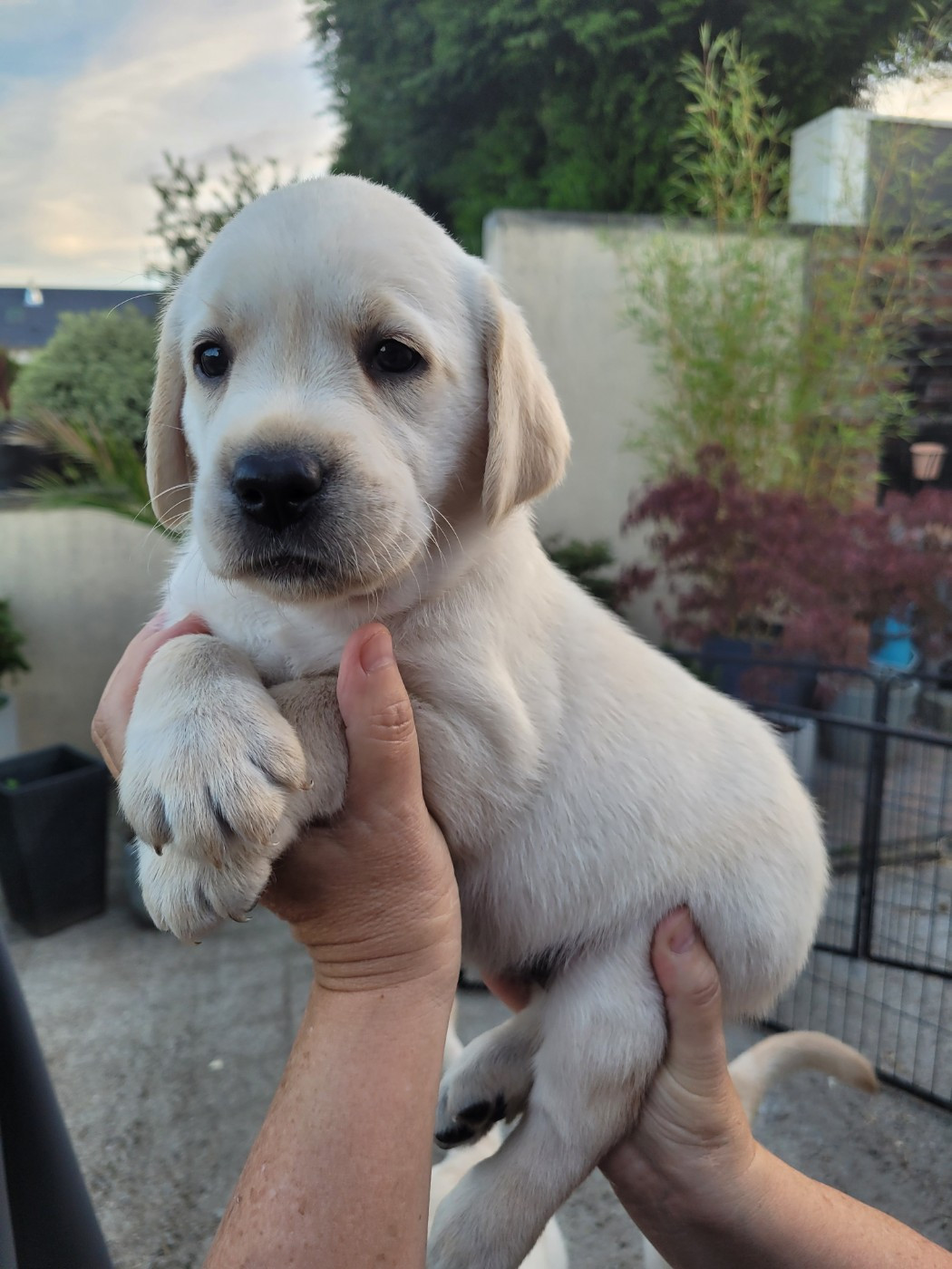 De La Légende De L'Abbaye D'Arrouaise - Chiots disponibles - Labrador Retriever