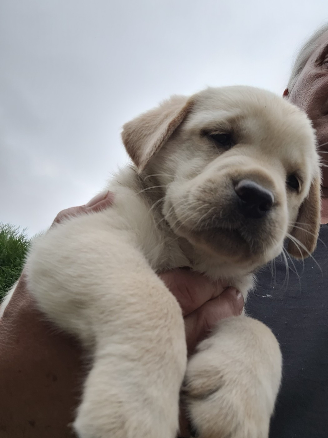 De La Légende De L'Abbaye D'Arrouaise - Chiots disponibles - Labrador Retriever