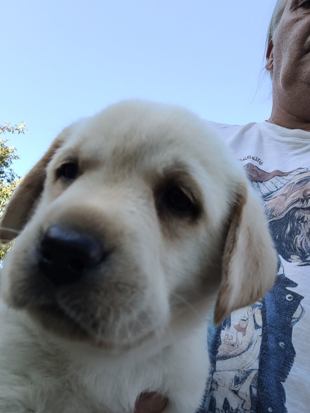 De La Légende De L'Abbaye D'Arrouaise - Chiots disponibles - Labrador Retriever