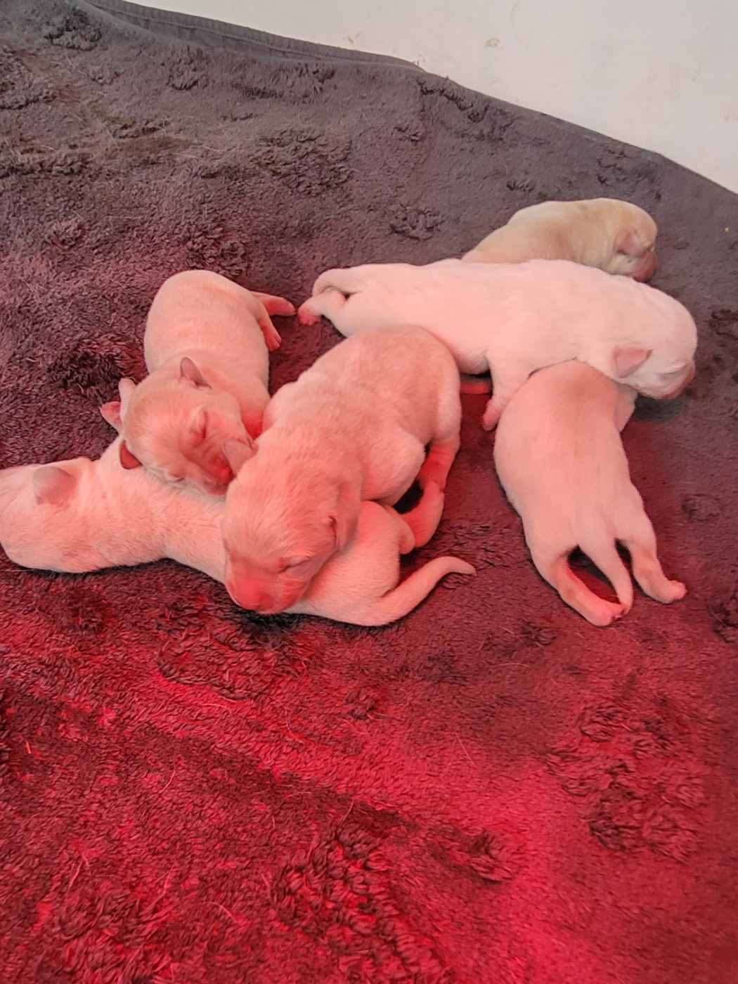 De La Légende De L'Abbaye D'Arrouaise - Chiots disponibles - Labrador Retriever