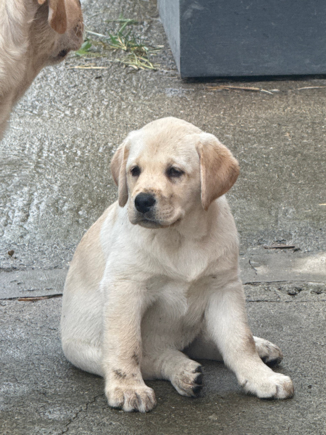 De La Légende De L'Abbaye D'Arrouaise - Chiots disponibles - Labrador Retriever
