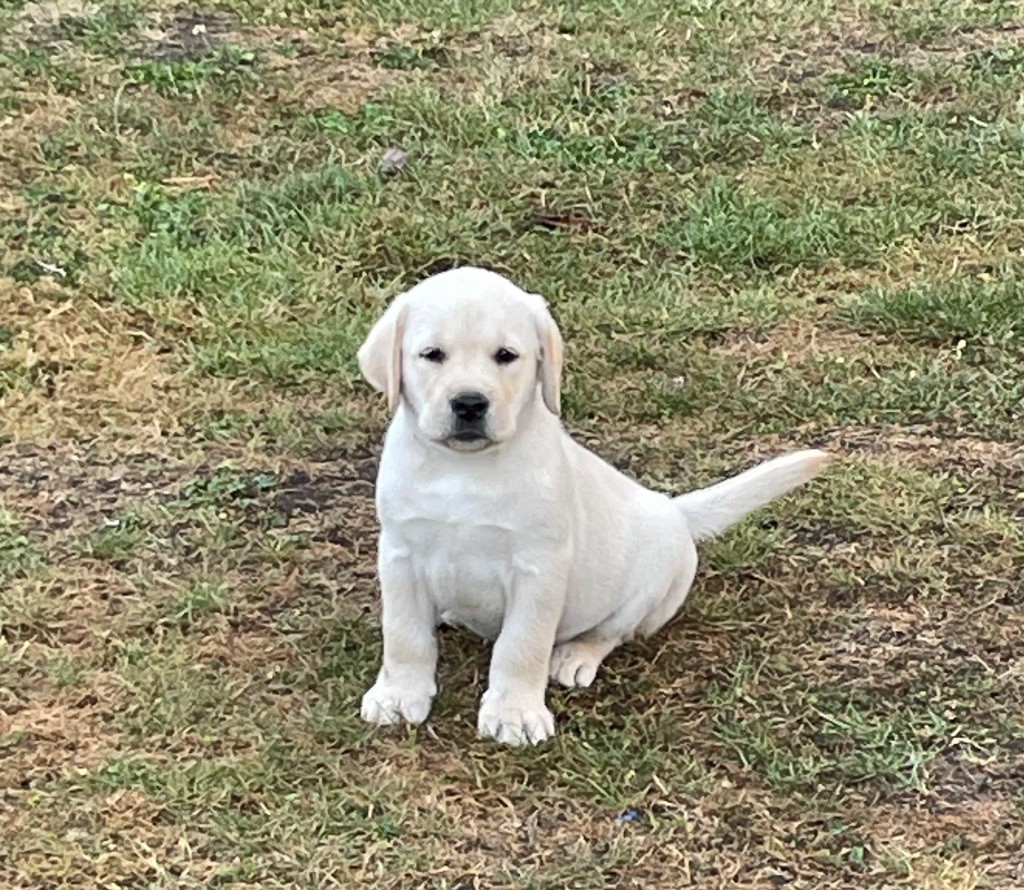 De La Légende De L'Abbaye D'Arrouaise - Chiots disponibles - Labrador Retriever