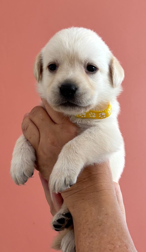 De La Légende De L'Abbaye D'Arrouaise - Chiots disponibles - Labrador Retriever