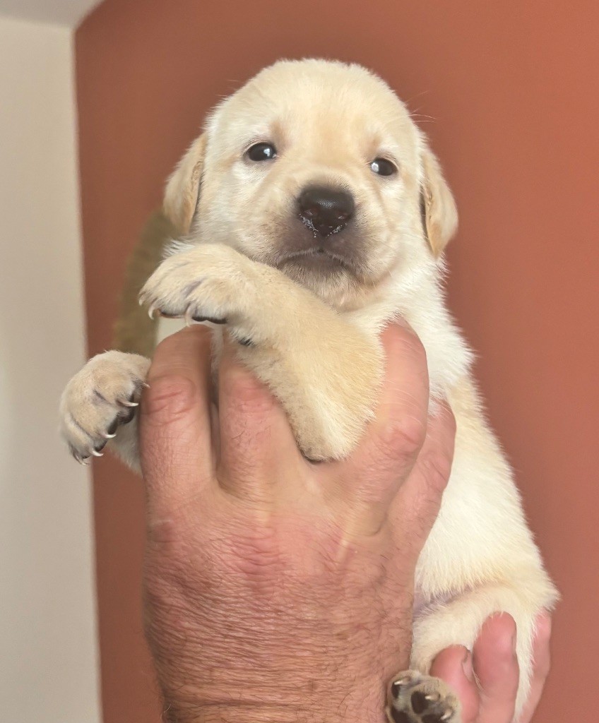 De La Légende De L'Abbaye D'Arrouaise - Chiots disponibles - Labrador Retriever