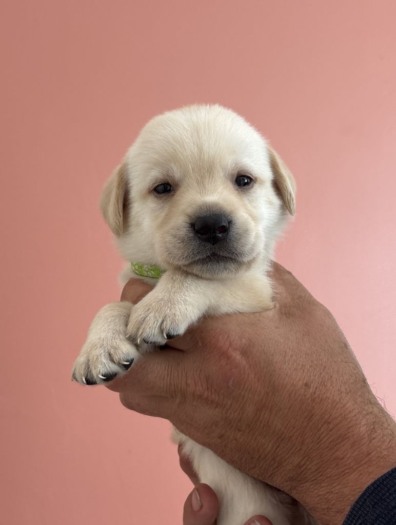 De La Légende De L'Abbaye D'Arrouaise - Chiots disponibles - Labrador Retriever
