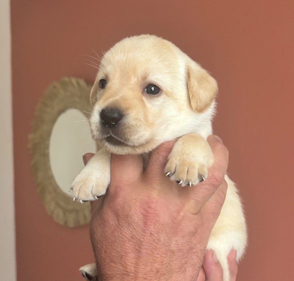 De La Légende De L'Abbaye D'Arrouaise - Chiots disponibles - Labrador Retriever