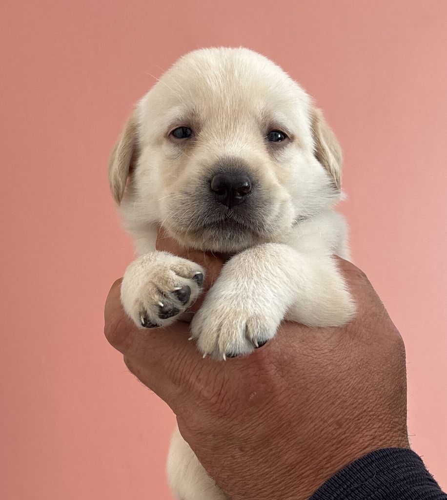 De La Légende De L'Abbaye D'Arrouaise - Chiots disponibles - Labrador Retriever