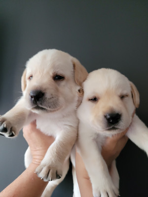 CHIOT 7