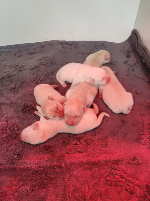 CHIOT 3