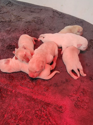 CHIOT 5