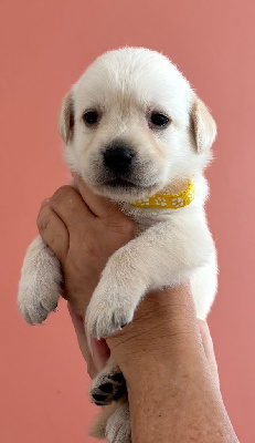 CHIOT