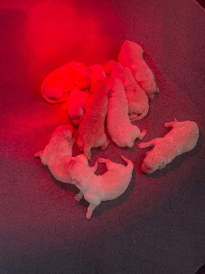 CHIOT 2