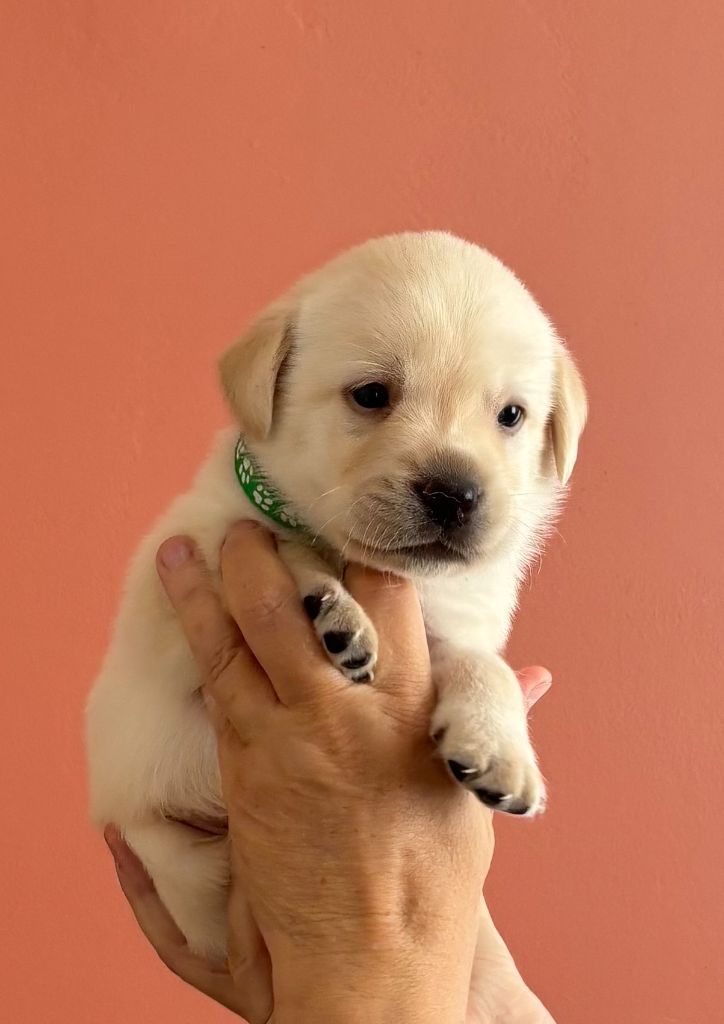 De La Légende De L'Abbaye D'Arrouaise - Chiots disponibles - Labrador Retriever