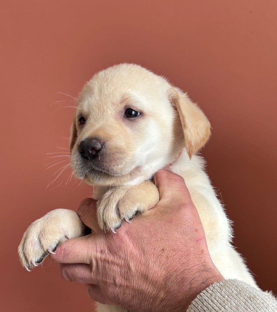 De La Légende De L'Abbaye D'Arrouaise - Chiots disponibles - Labrador Retriever