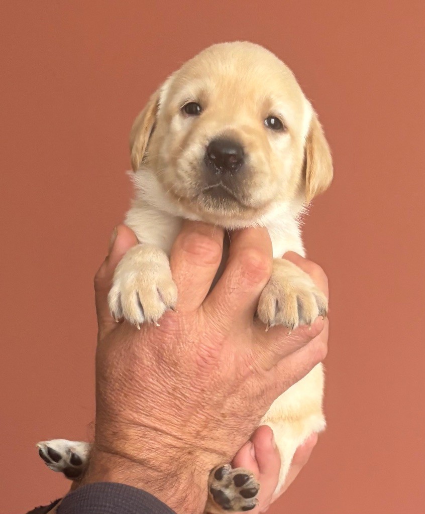 De La Légende De L'Abbaye D'Arrouaise - Chiots disponibles - Labrador Retriever
