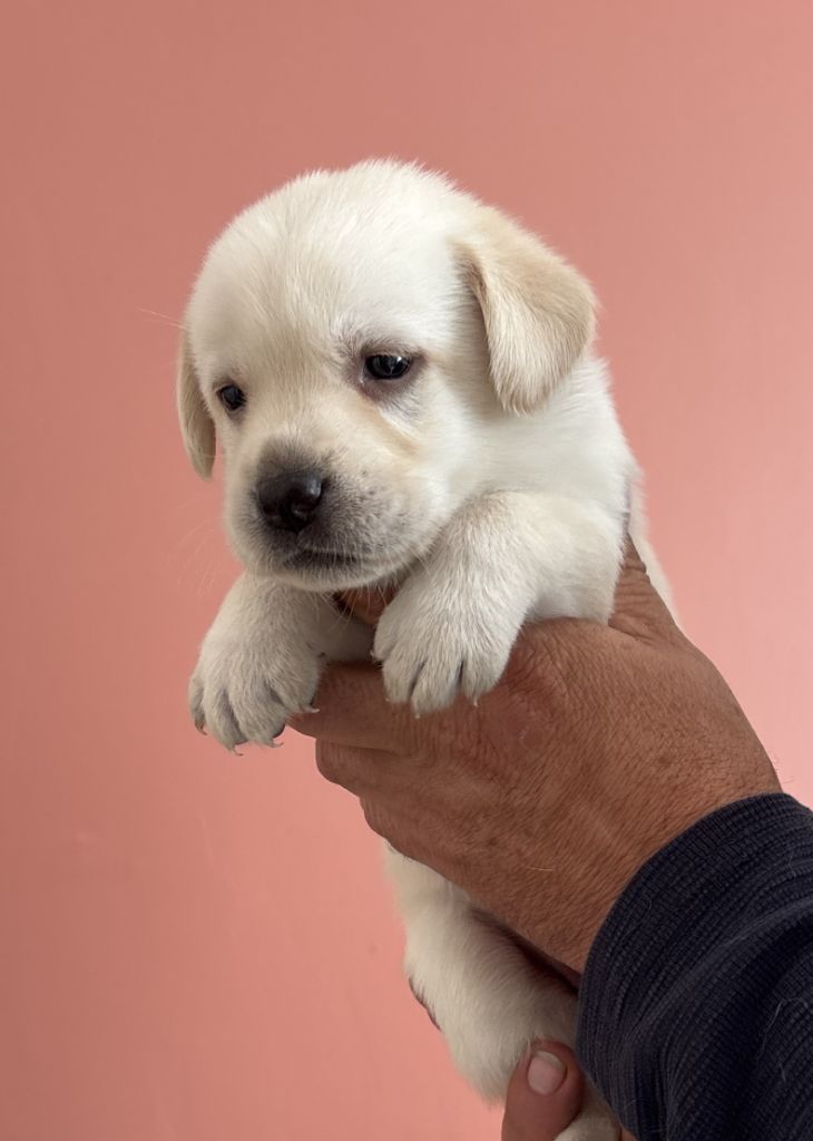 De La Légende De L'Abbaye D'Arrouaise - Chiots disponibles - Labrador Retriever