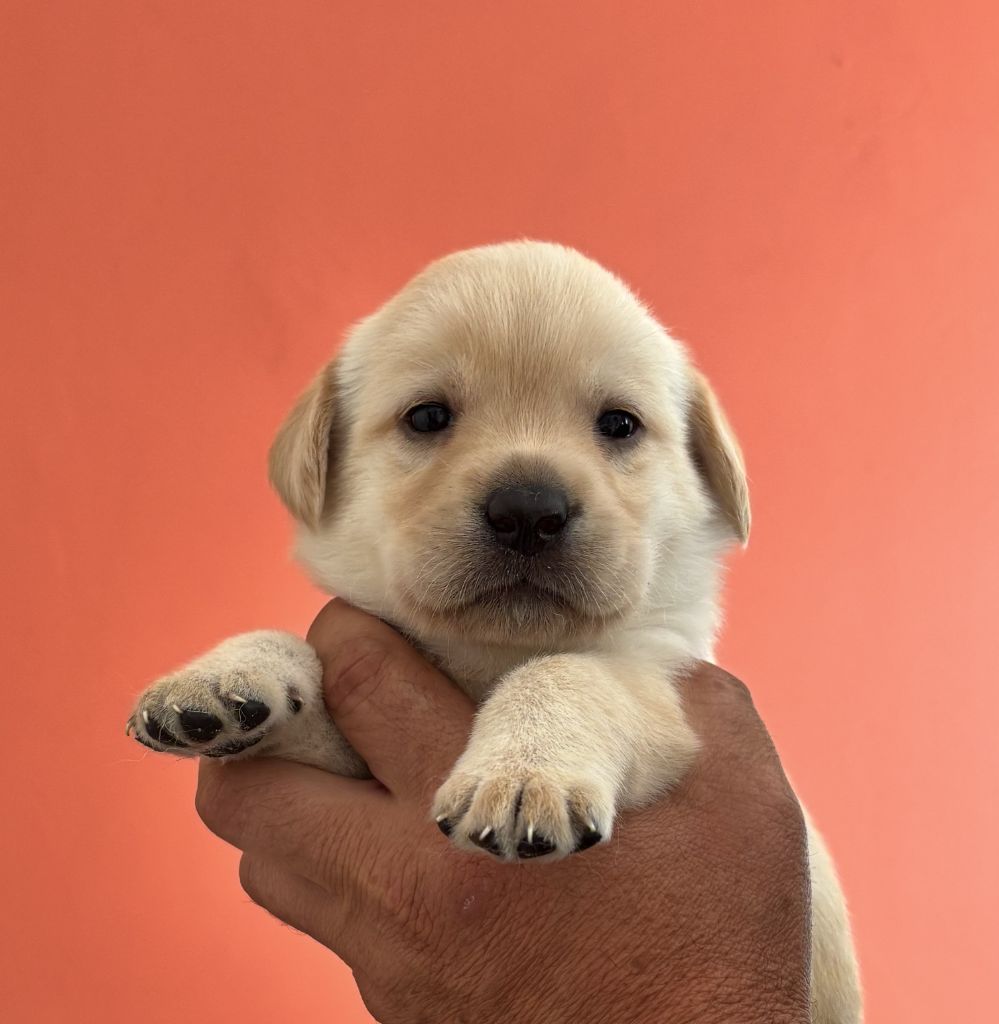 De La Légende De L'Abbaye D'Arrouaise - Chiots disponibles - Labrador Retriever